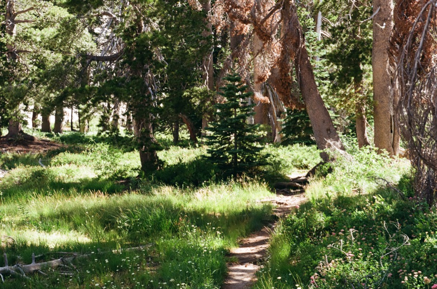 Film photograph