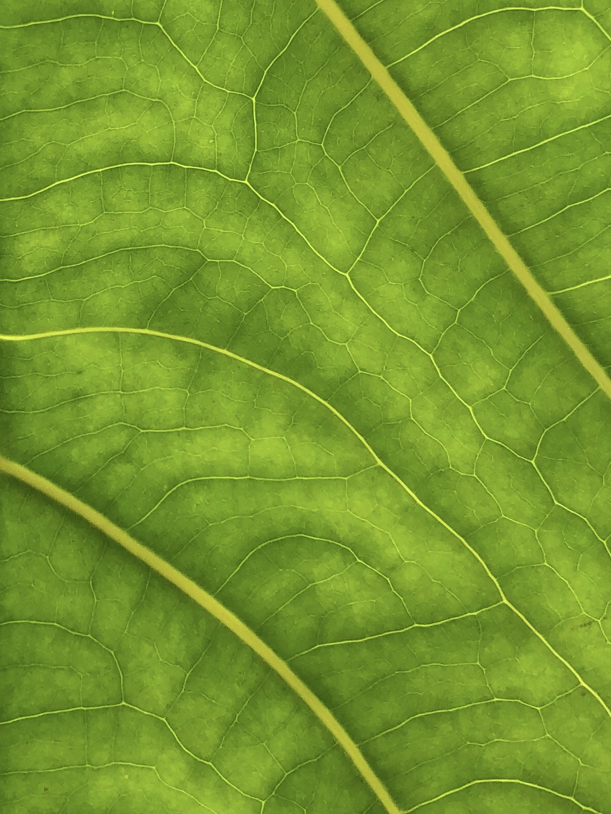 Macro photograph