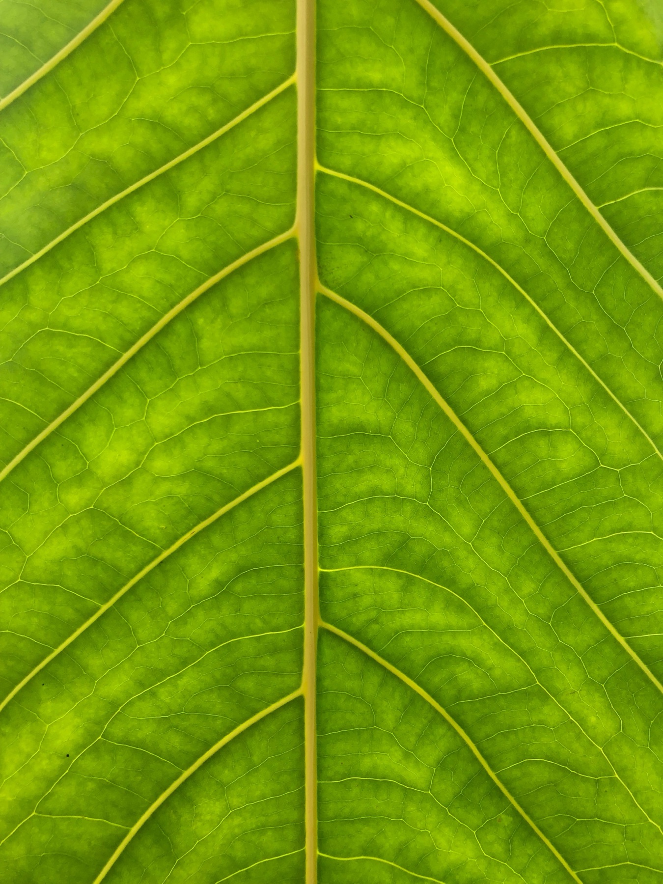 Macro photograph