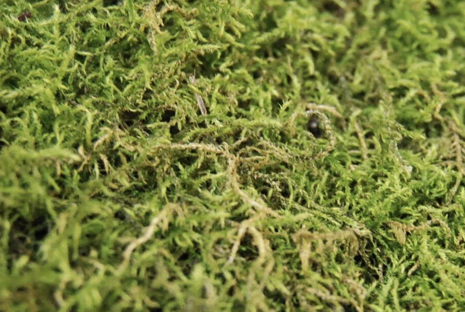 Macro photograph