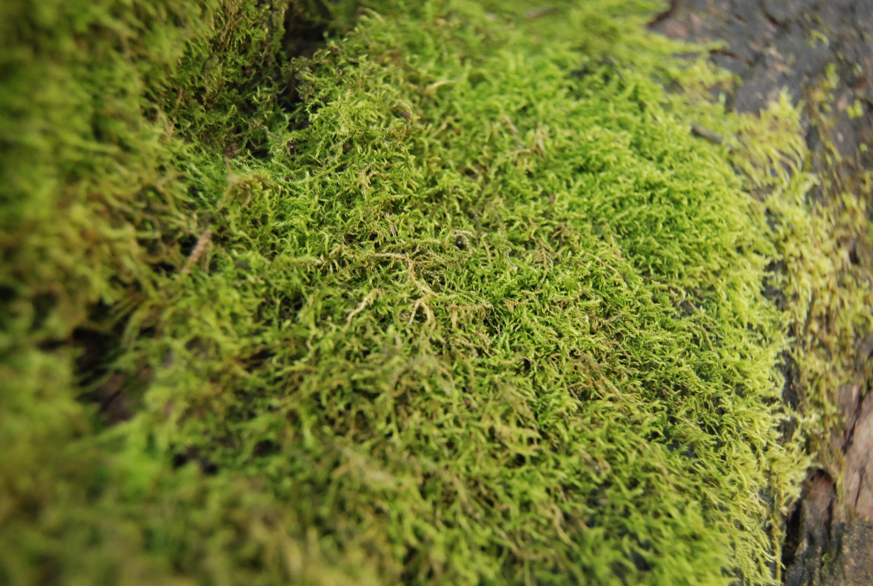 Macro photograph