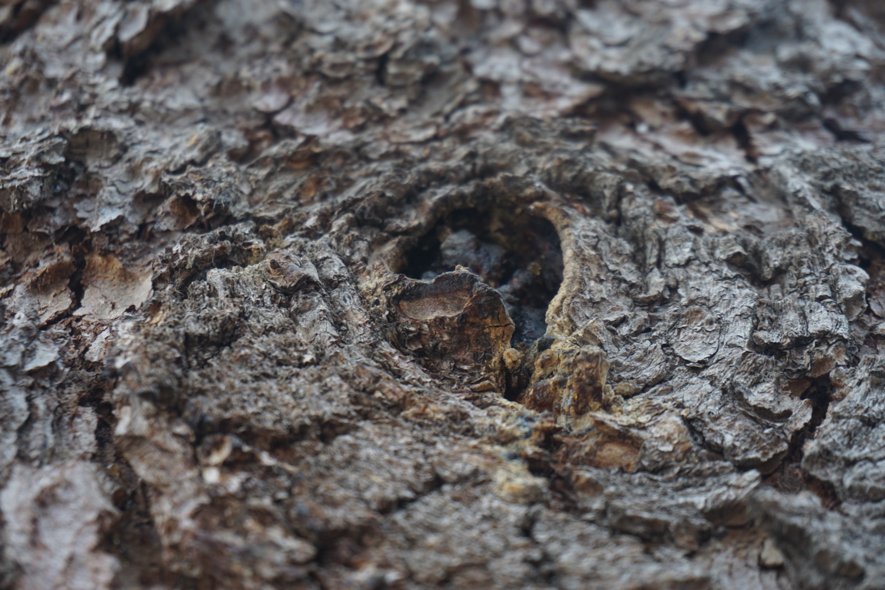 Macro photograph