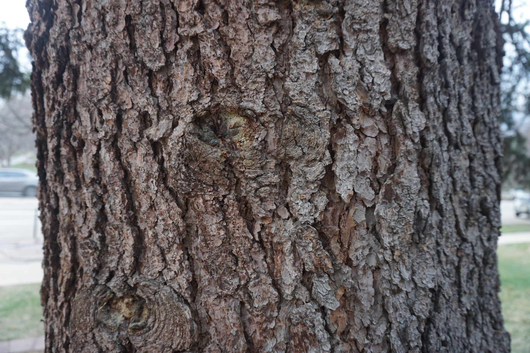 Macro photograph