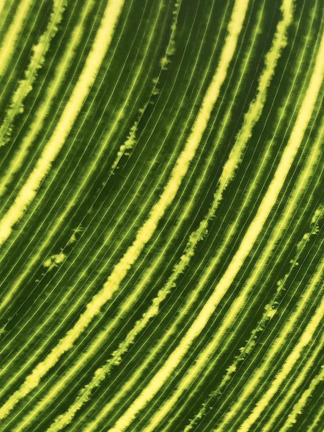 Macro photograph