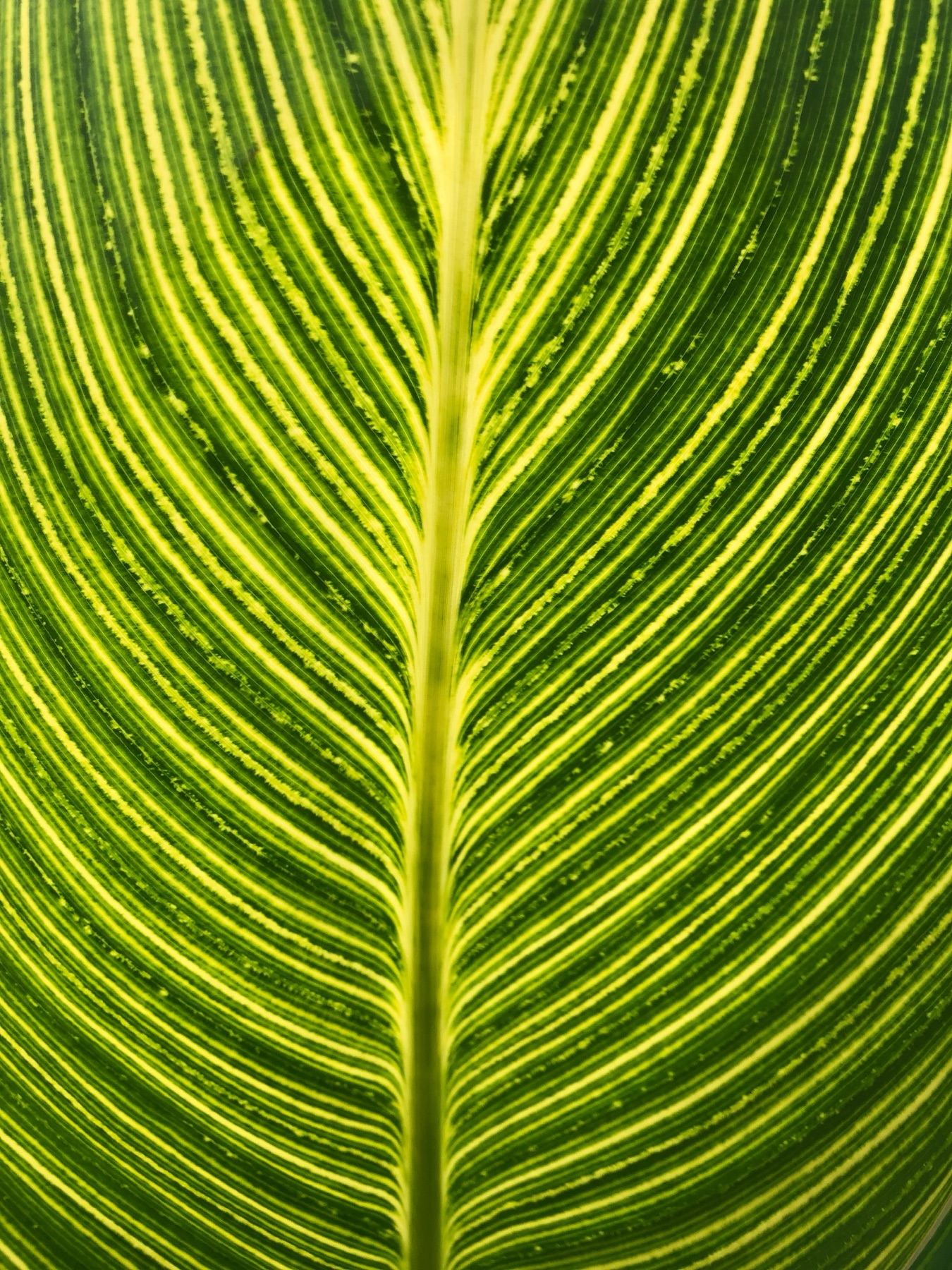 Macro photograph