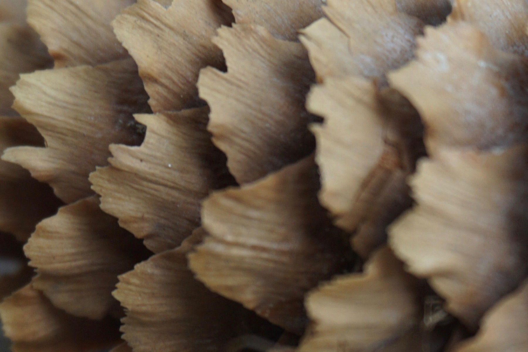 Macro photograph