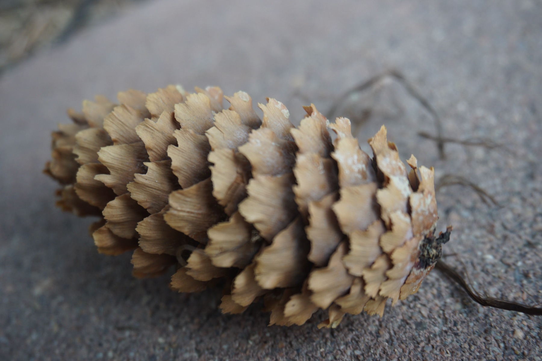 Macro photograph
