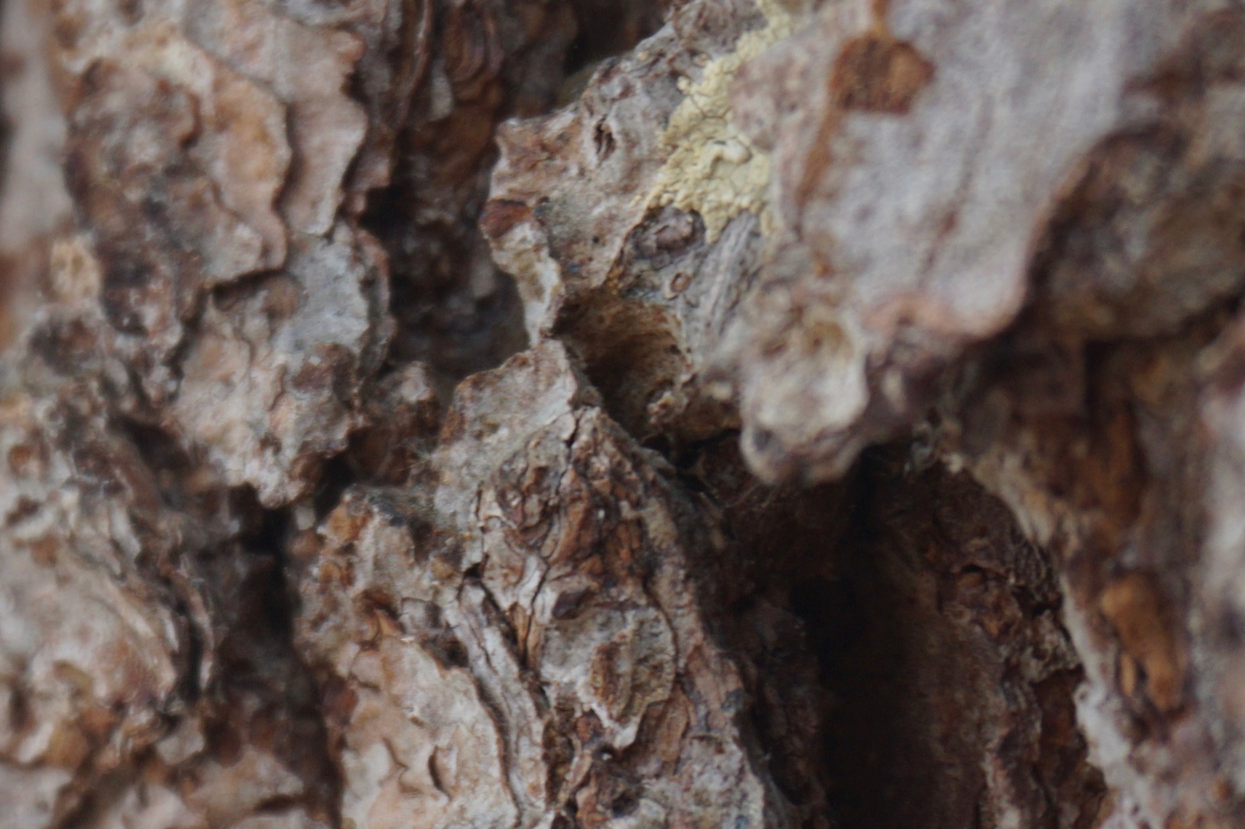 Macro photograph