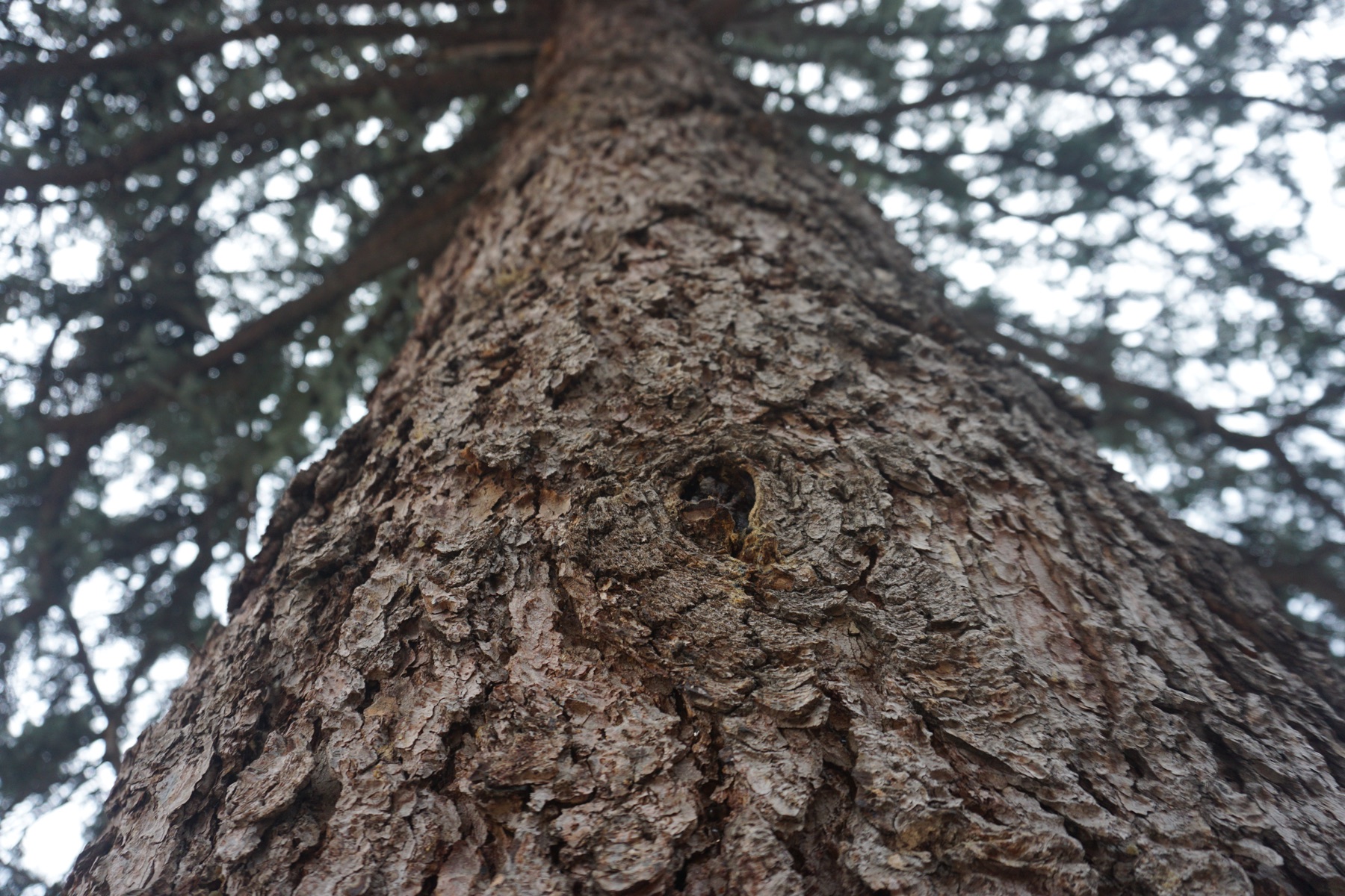 Macro photograph