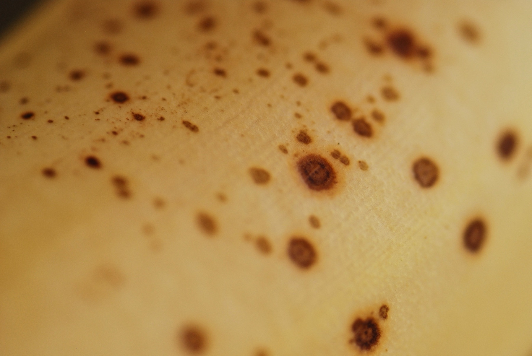 Macro photograph