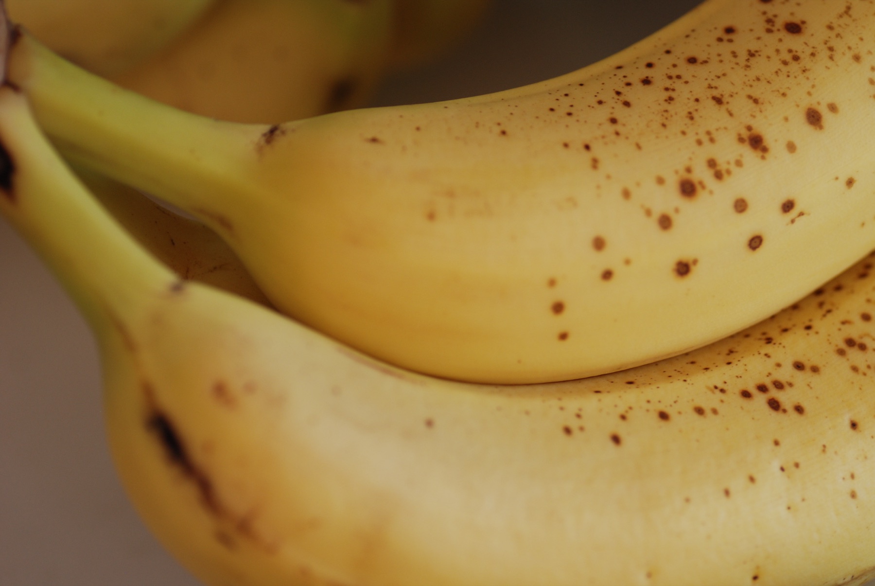 Macro photograph