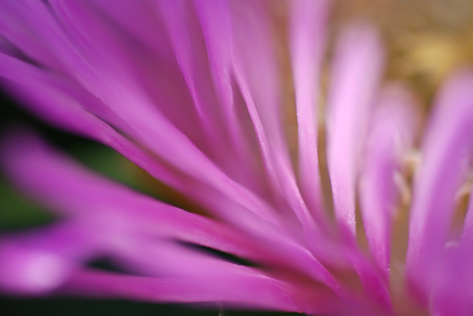 Macro photograph