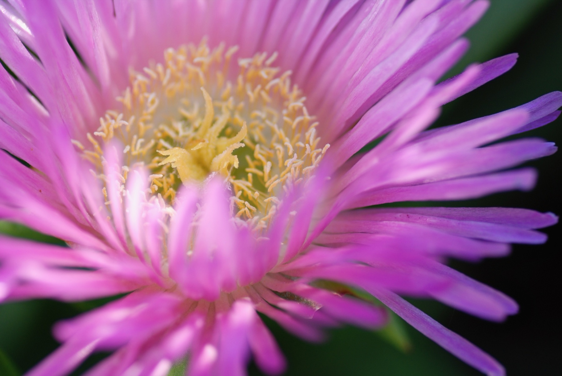 Macro photograph