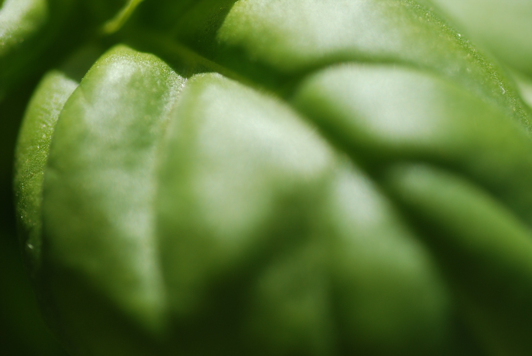 Macro photograph