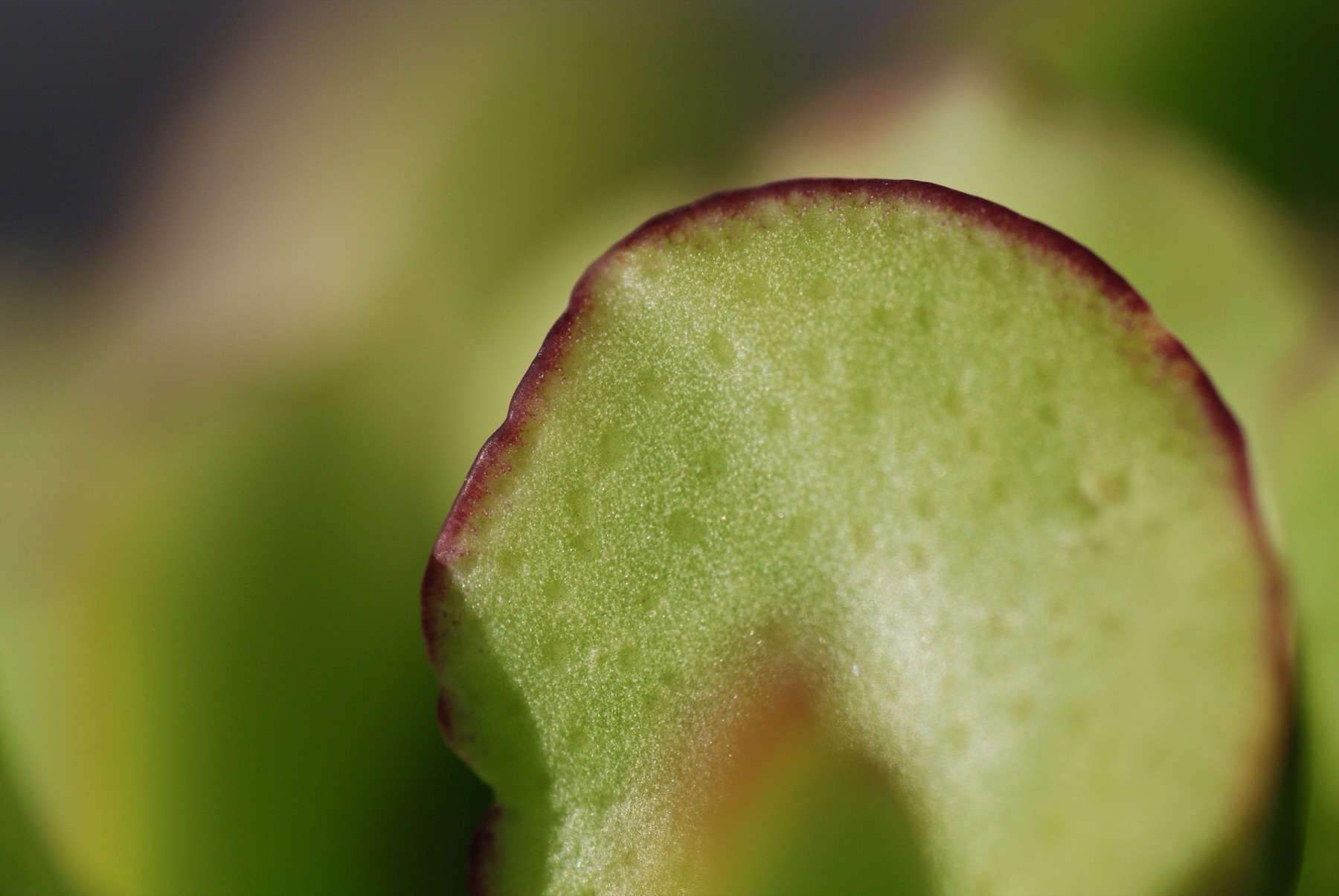 Macro photograph