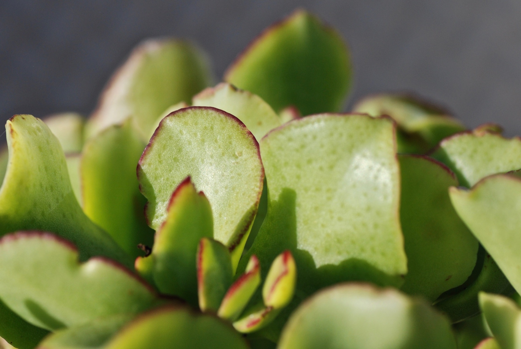 Macro photograph