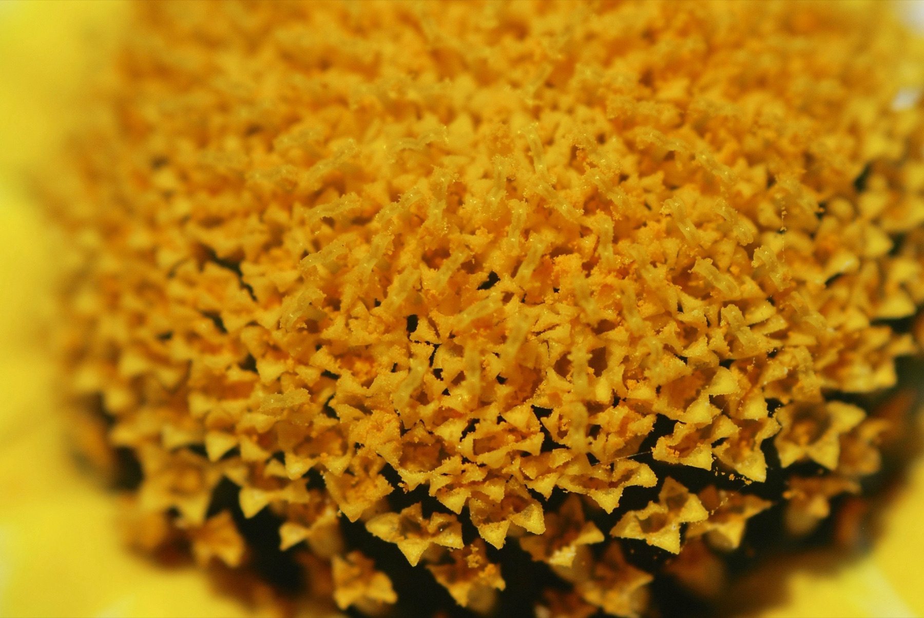 Macro photograph of a yellow flower