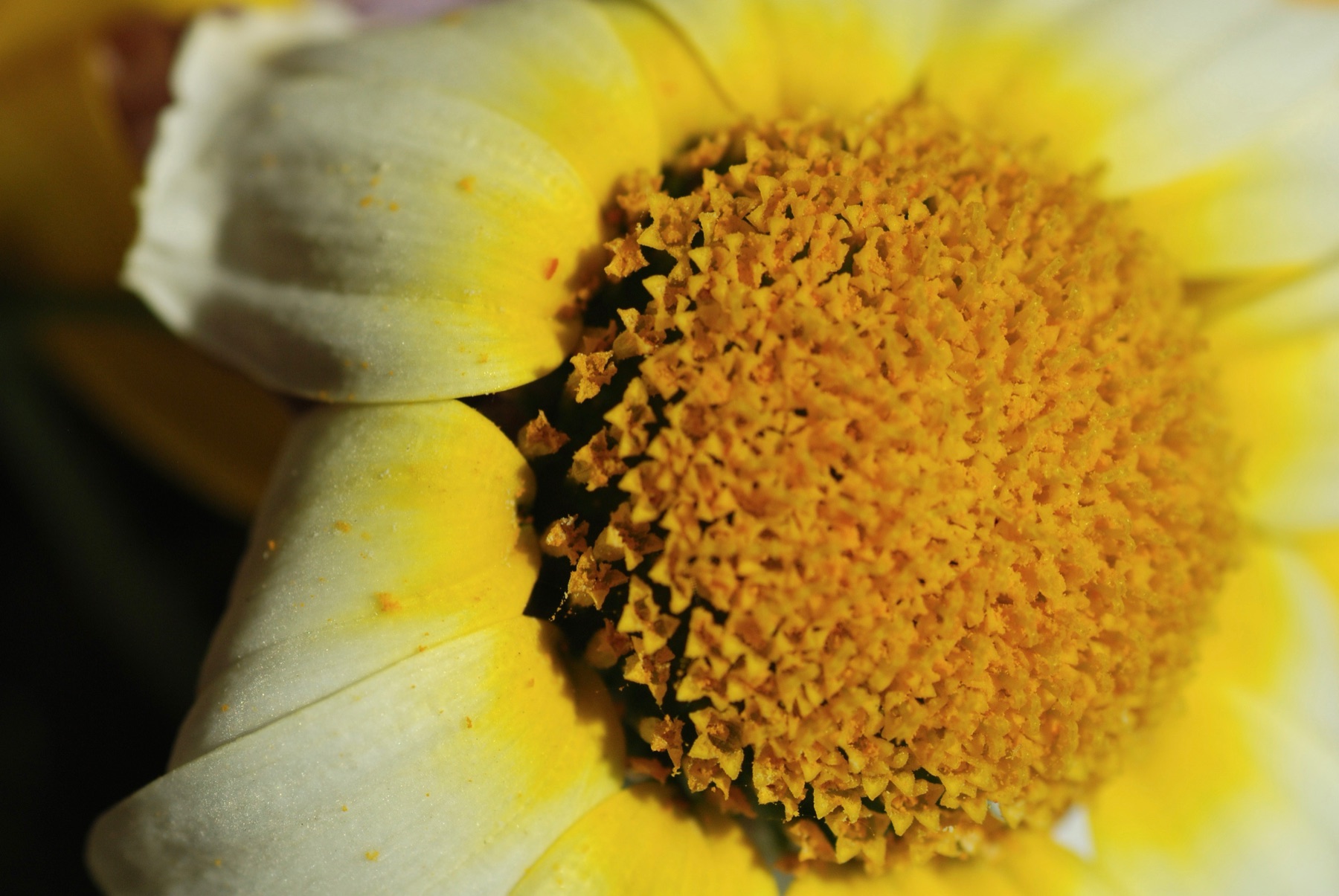 Macro photograph