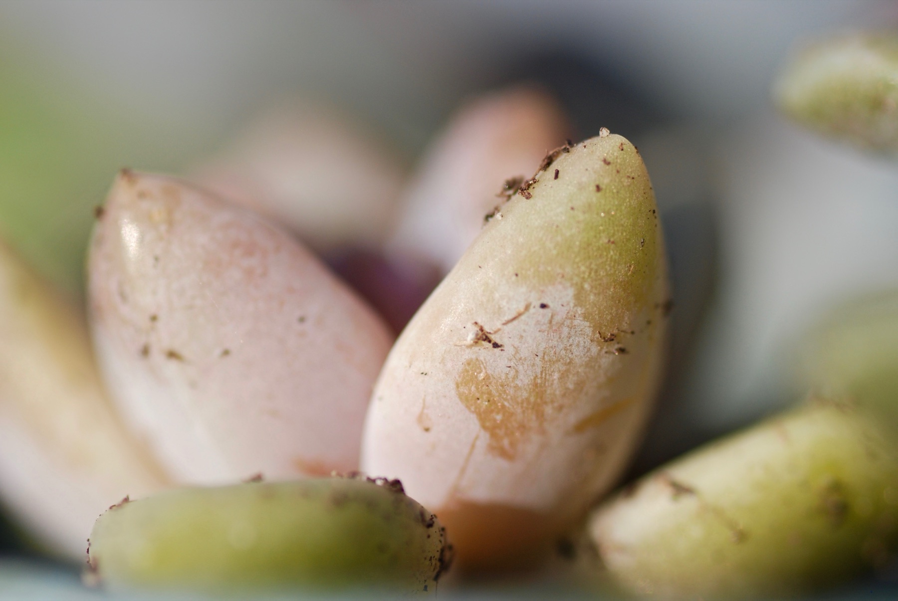 Macro photograph