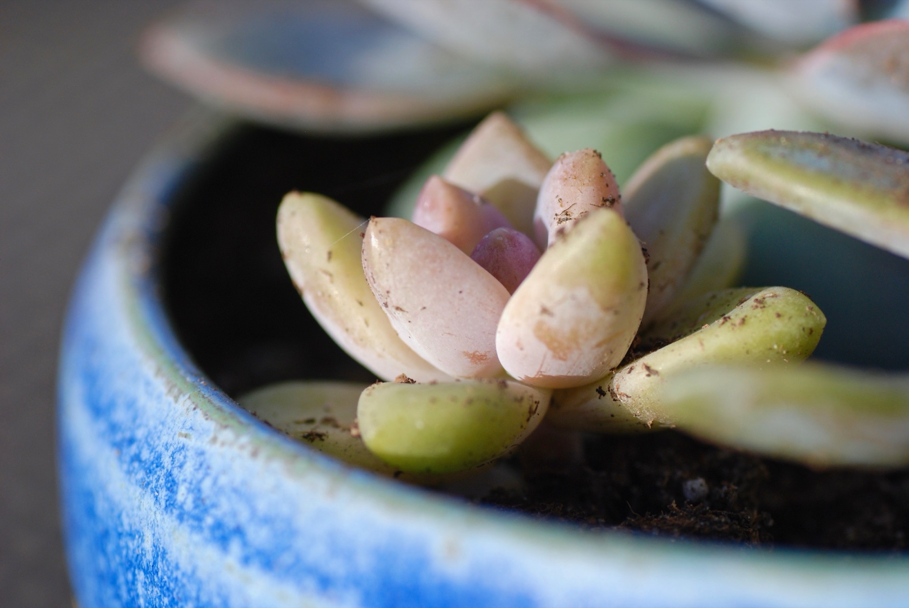Macro photograph