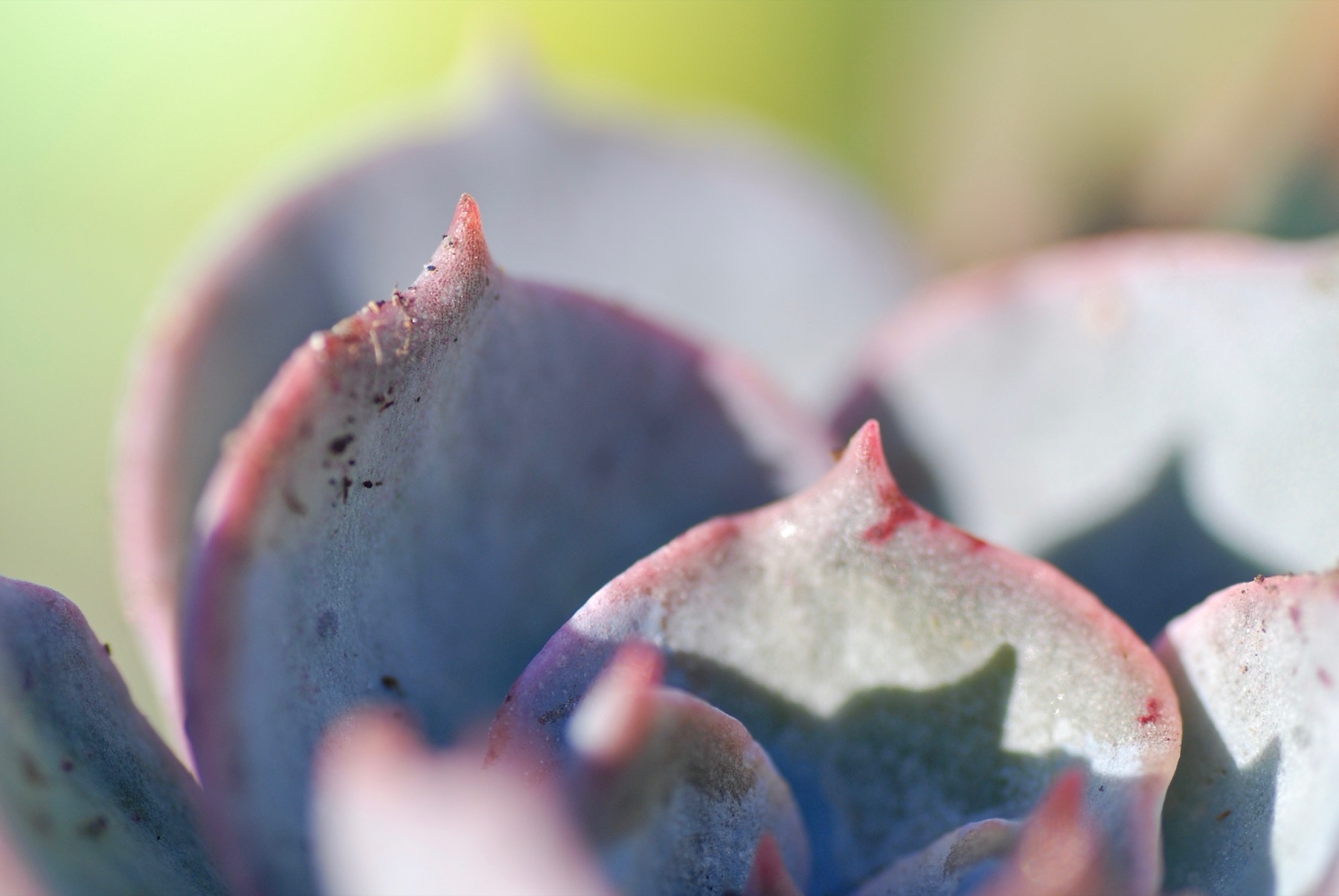 Macro photograph