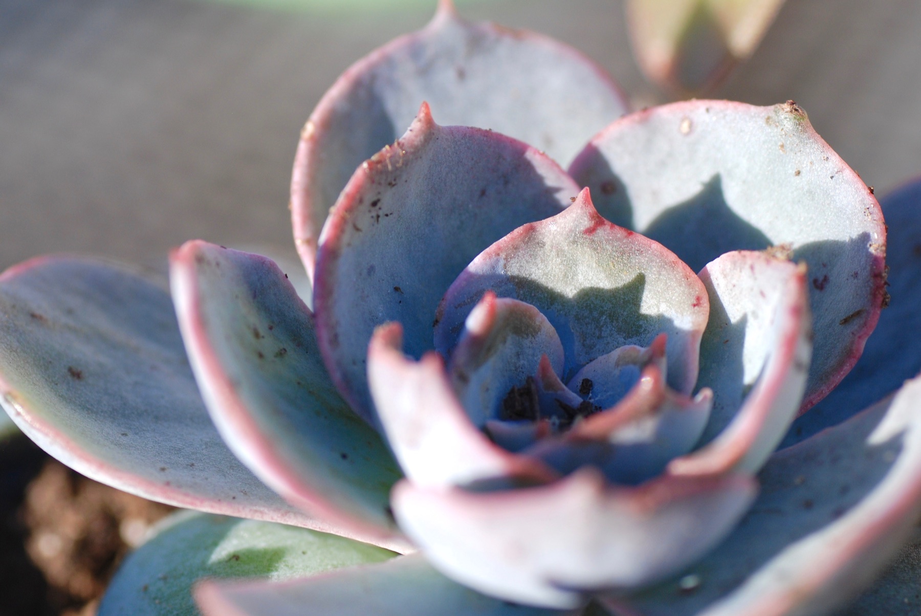 Macro photograph