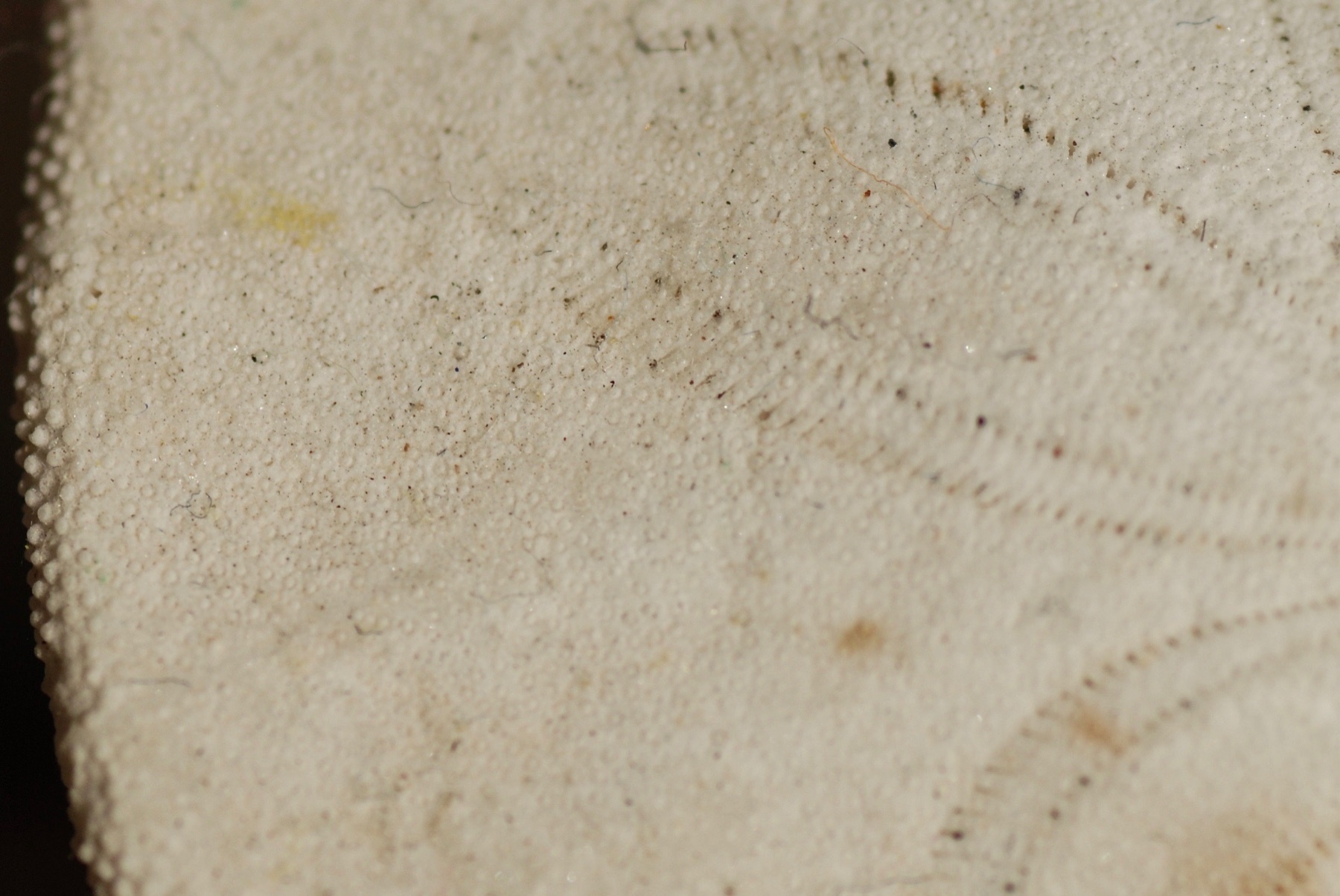 Macro photograph