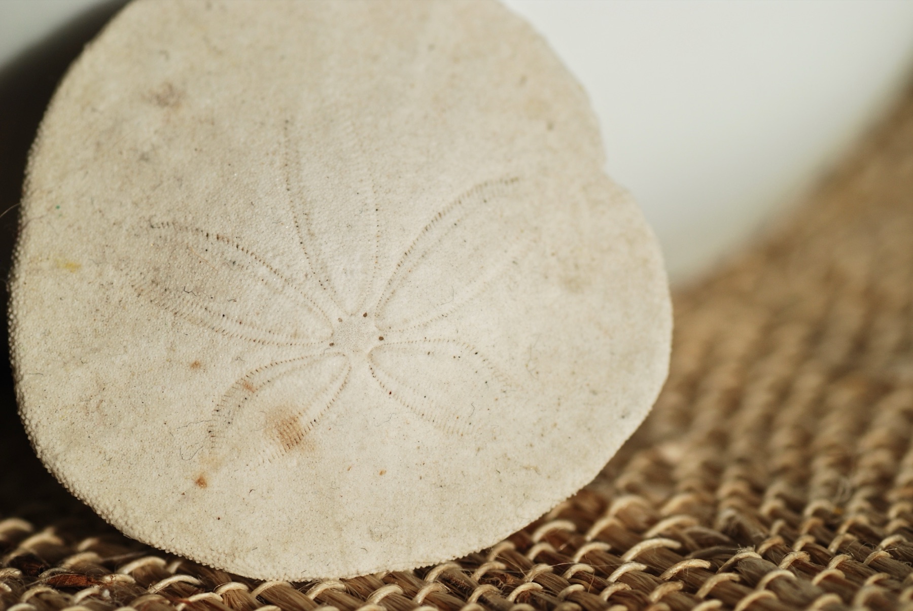 Macro photograph