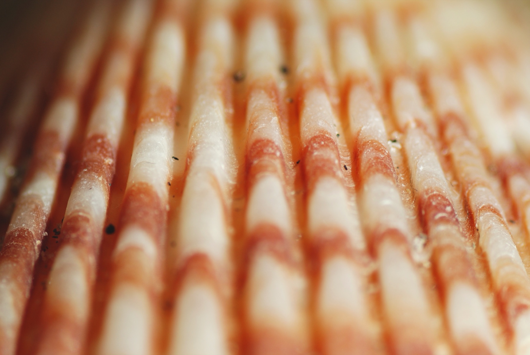 Macro photograph
