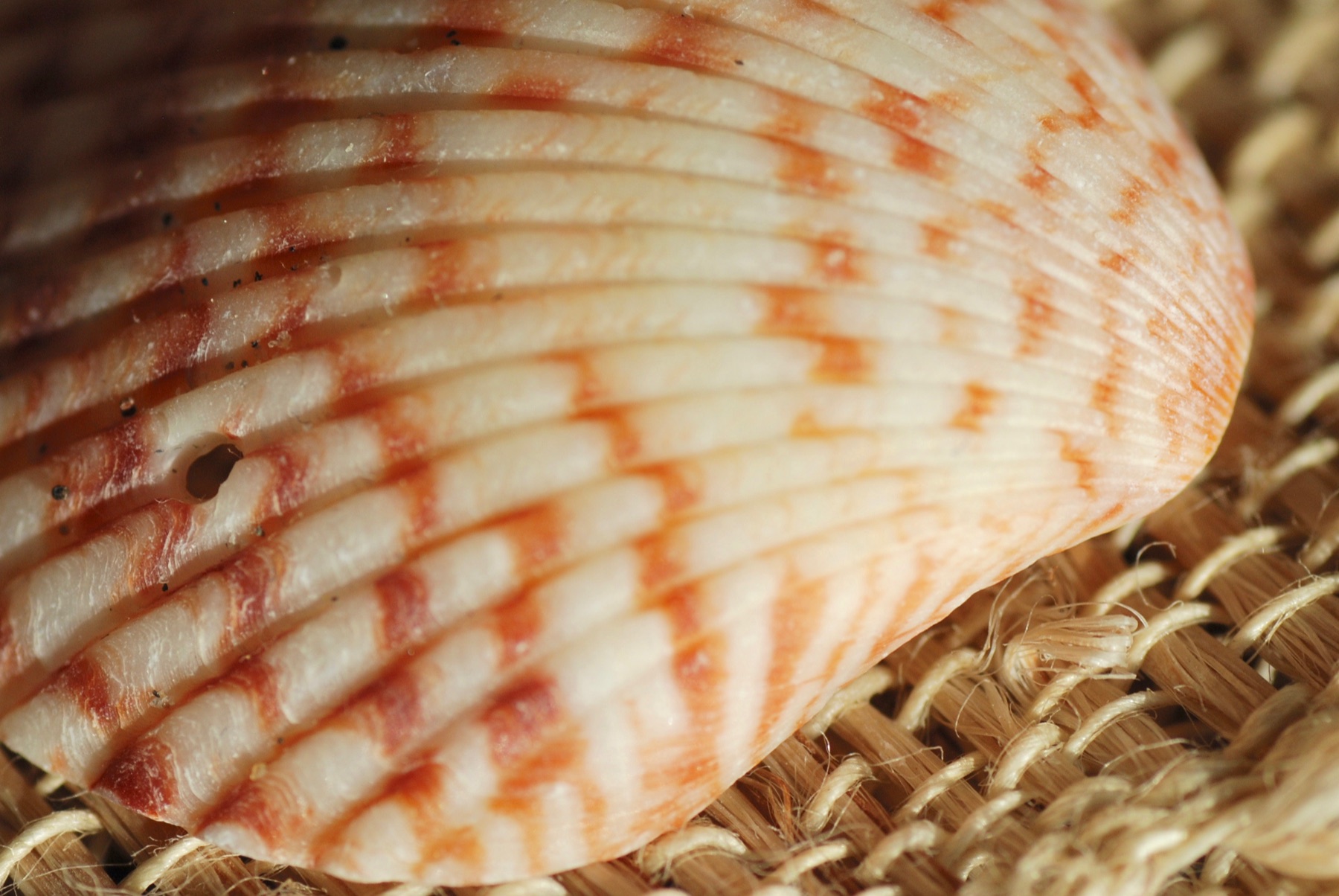 Macro photograph