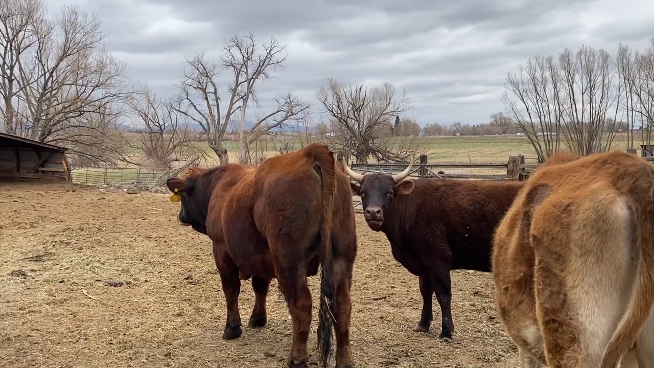 Still from the documentary Our Little Farm